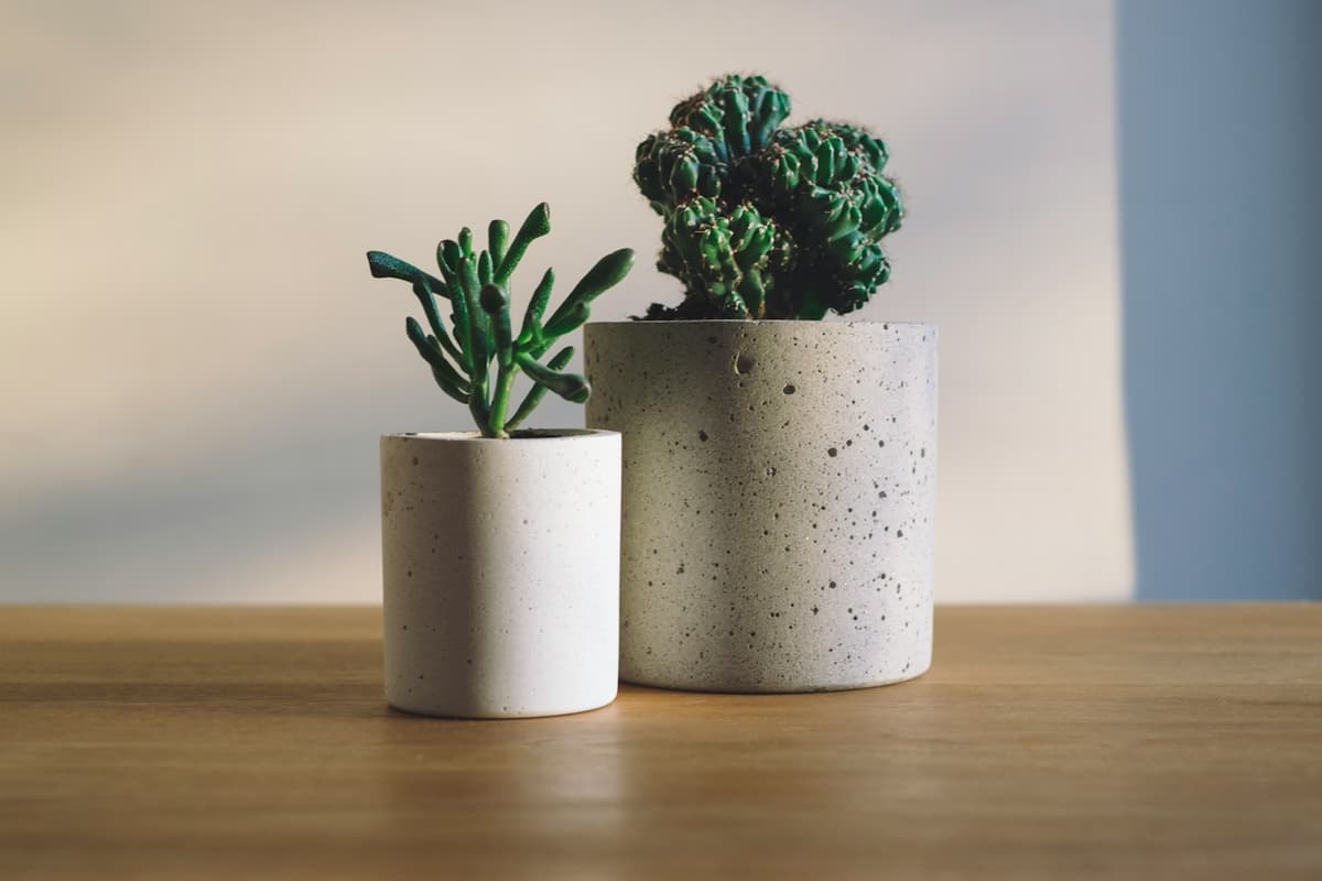 Two potted plants on a wooden table