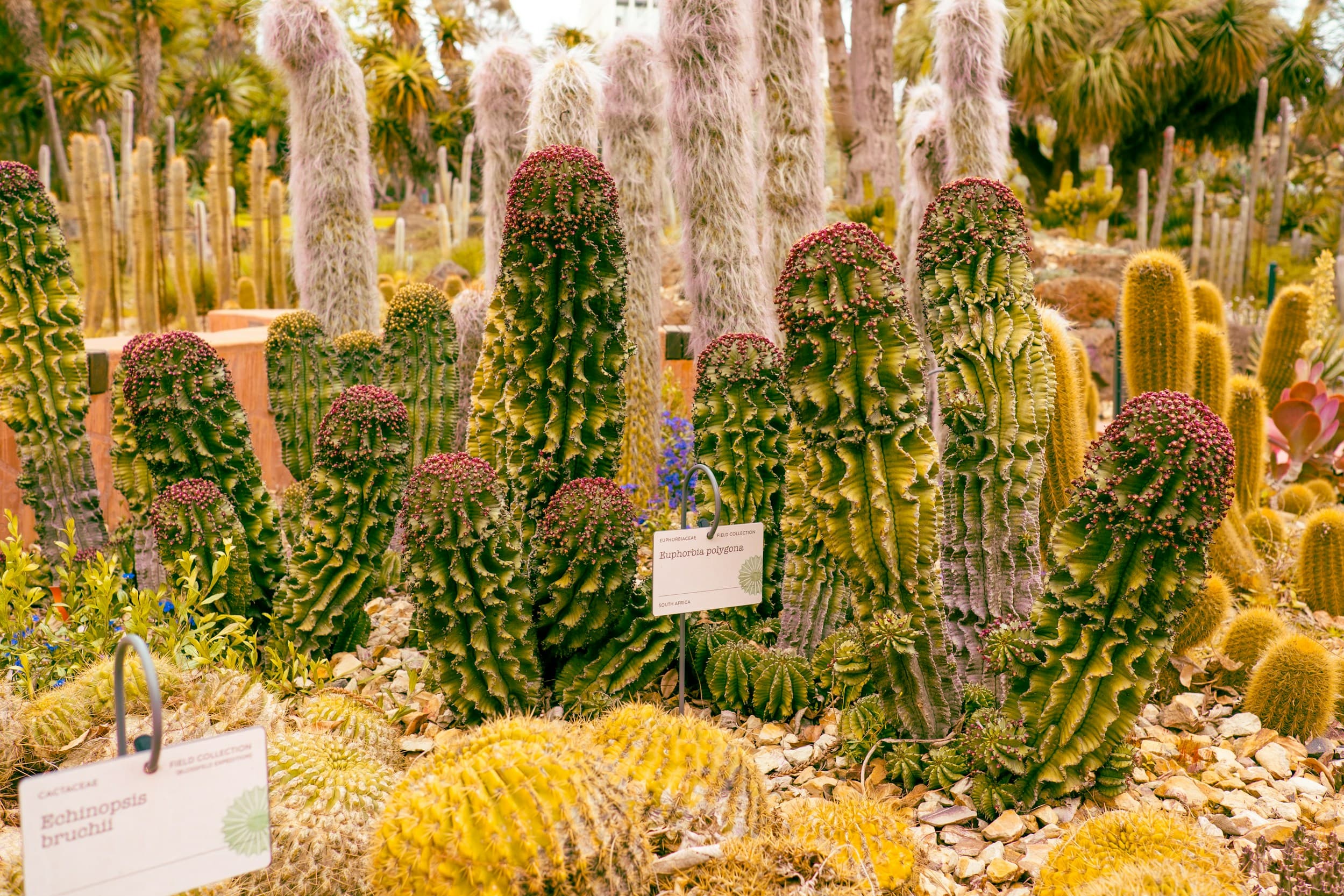 Cactus in a pot