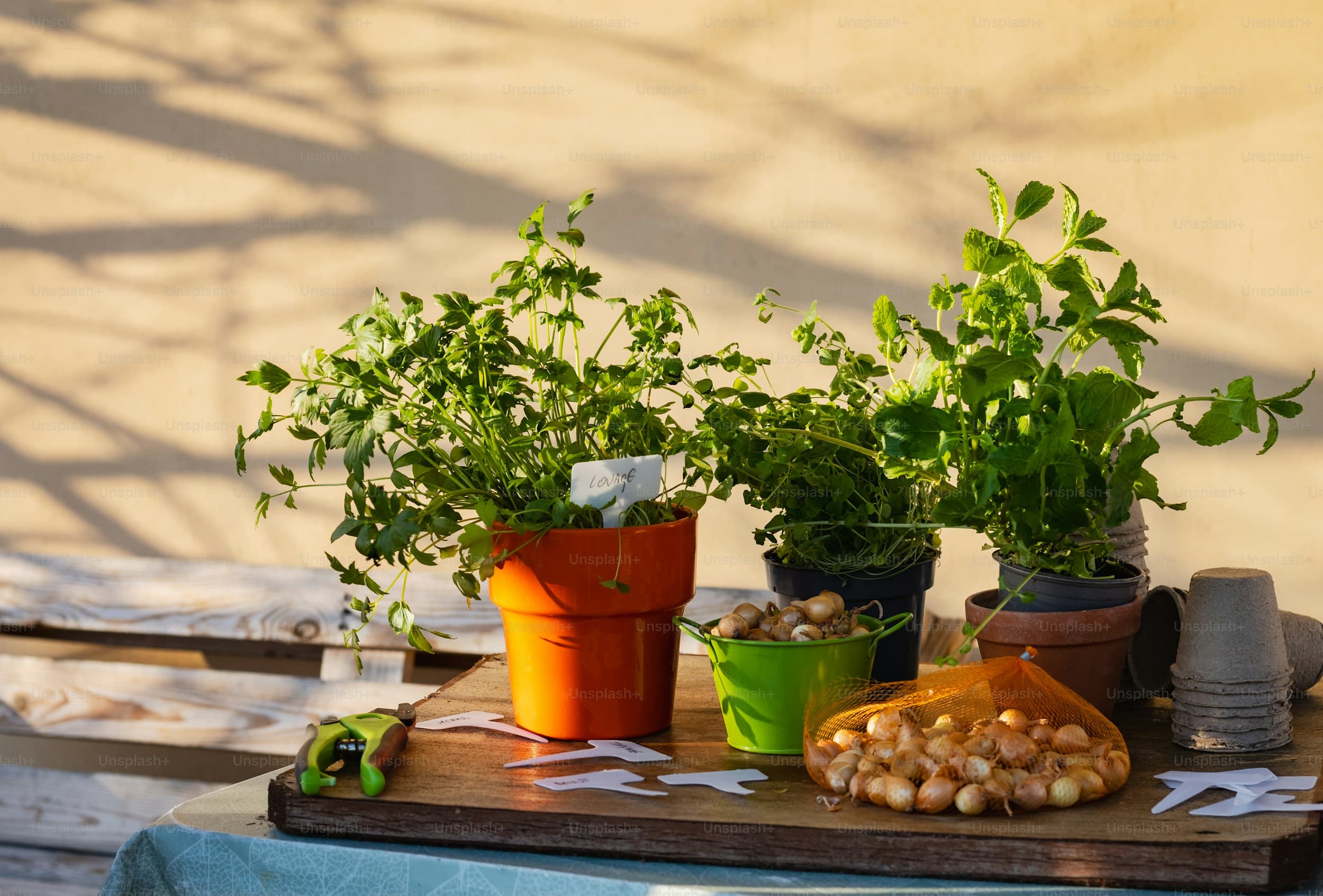 Spring flowers in pots