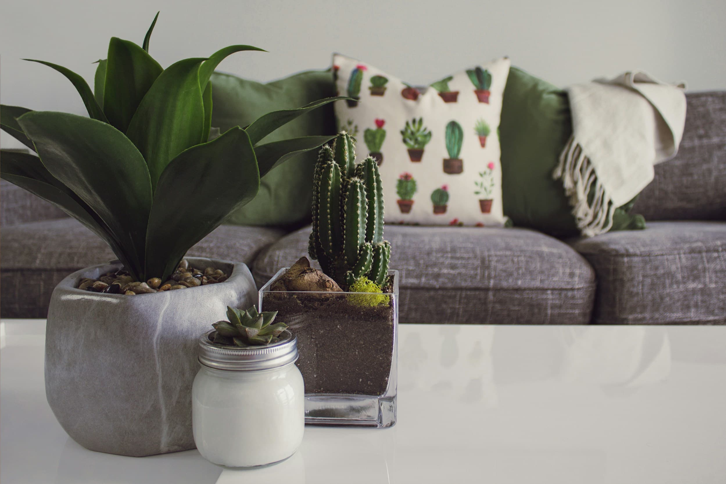 Potted succulent on the floor