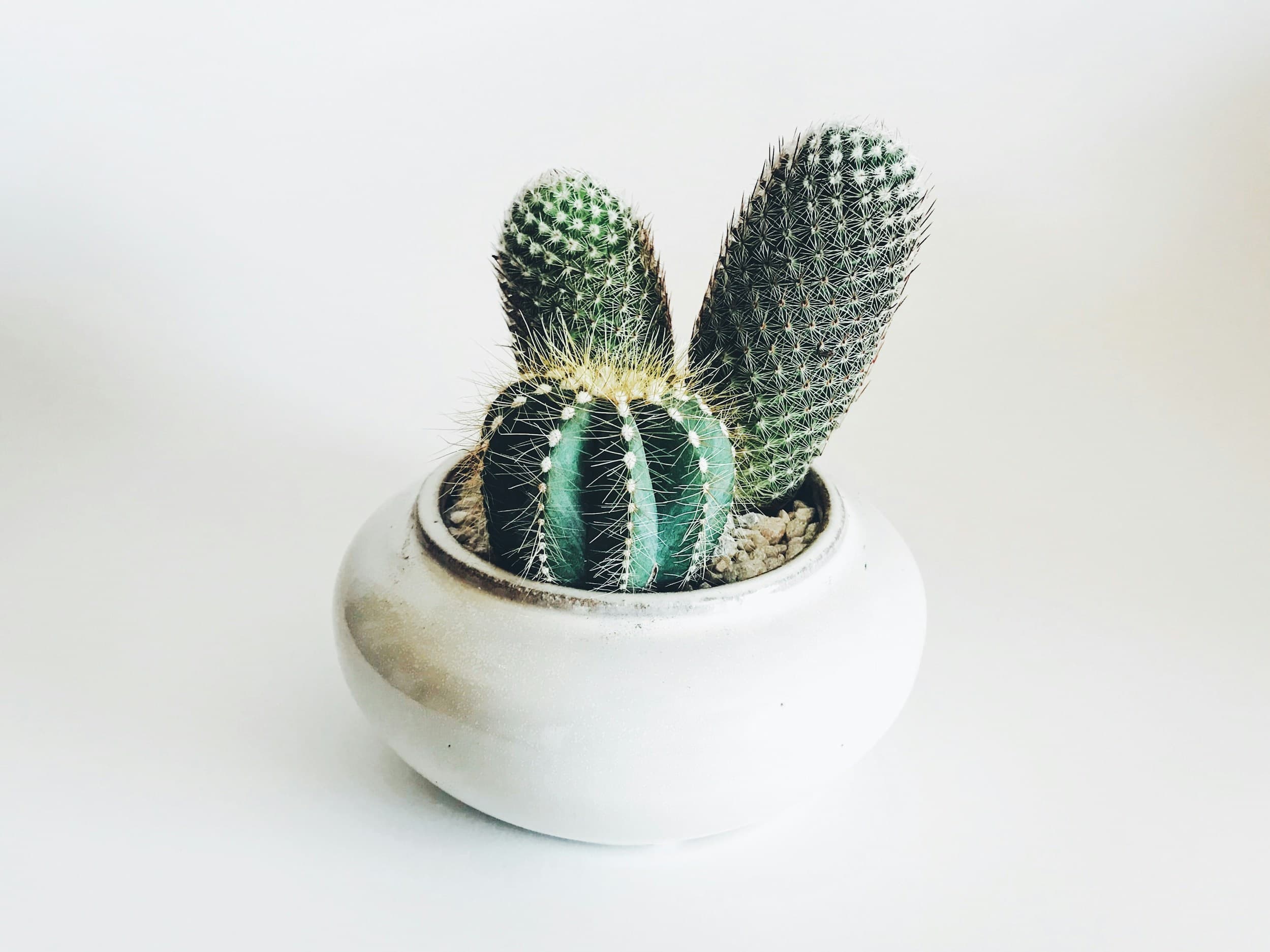 Field of cacti