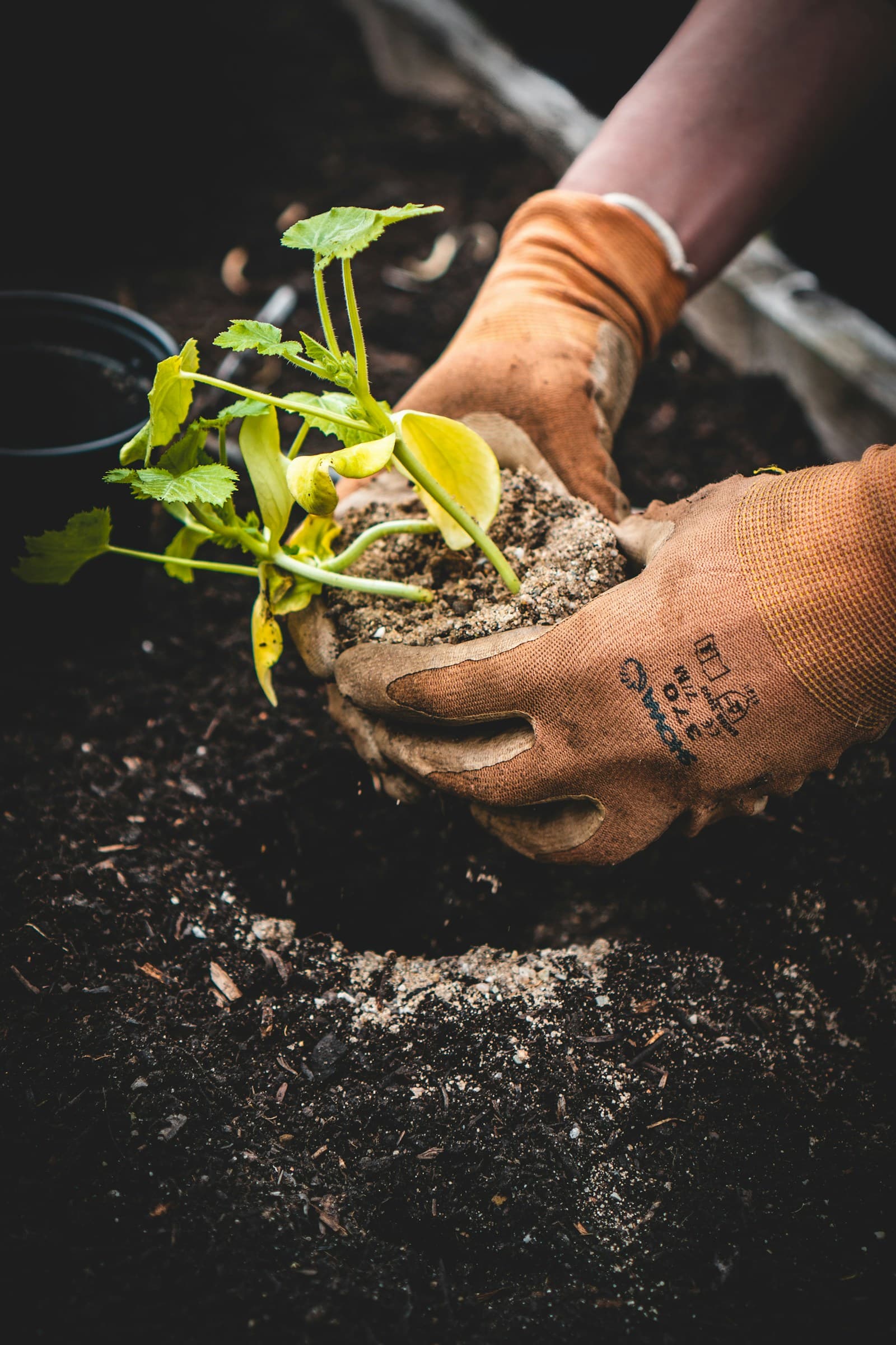 Garden Maintenance