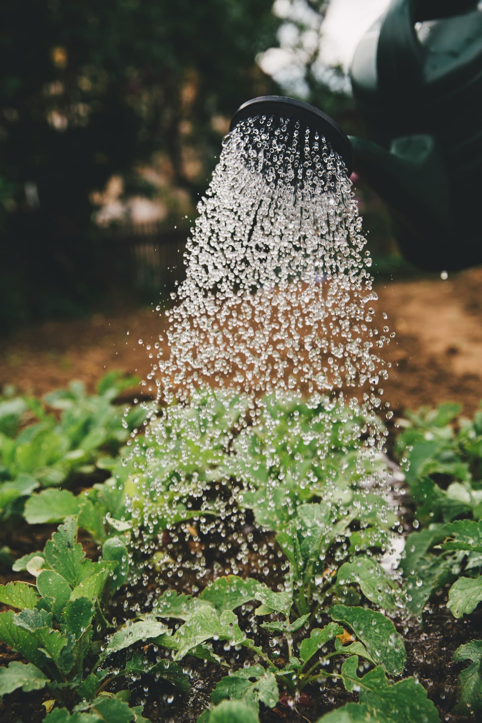 Caring for Young Plants