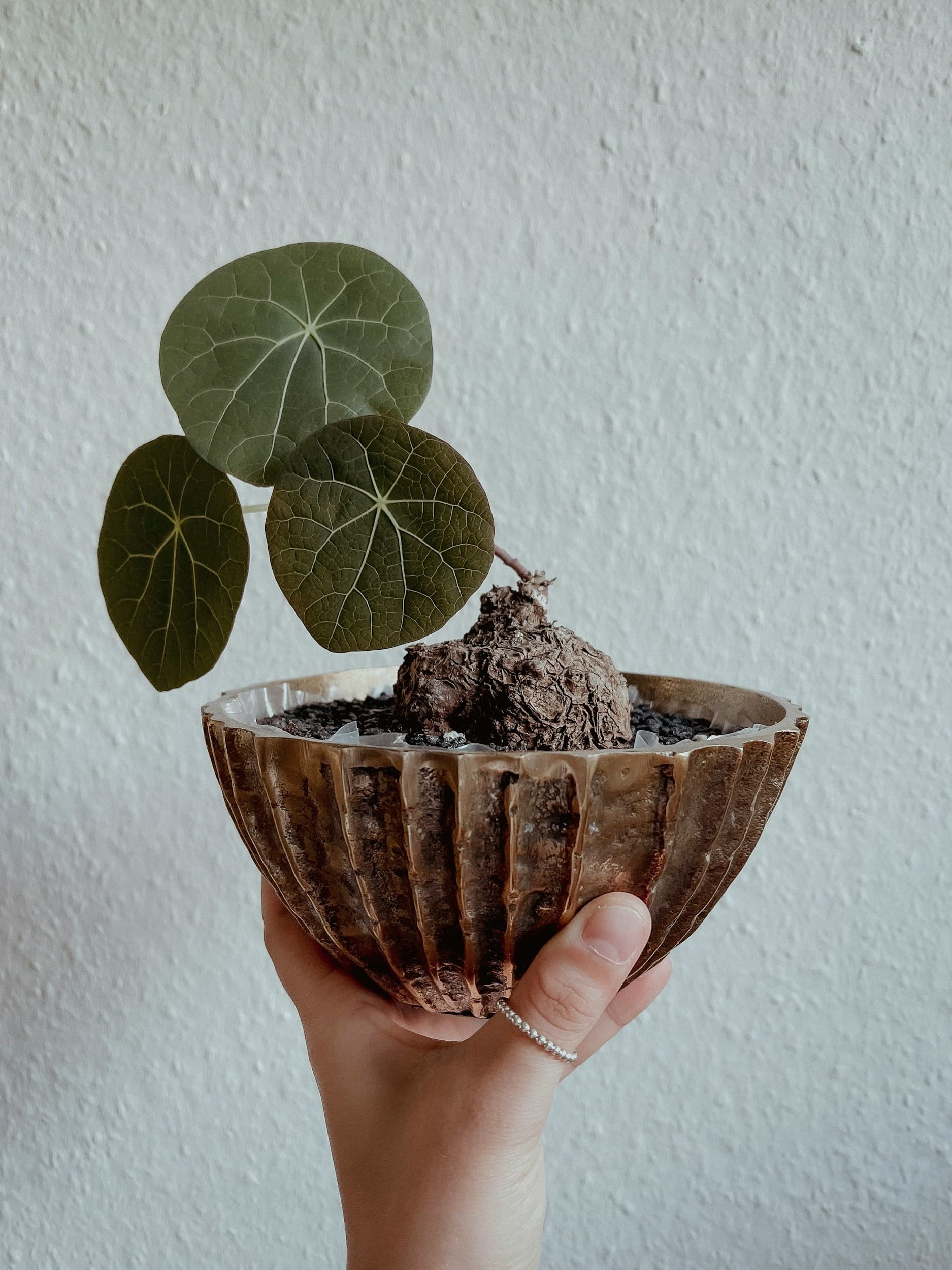 Indoor plants in a living room