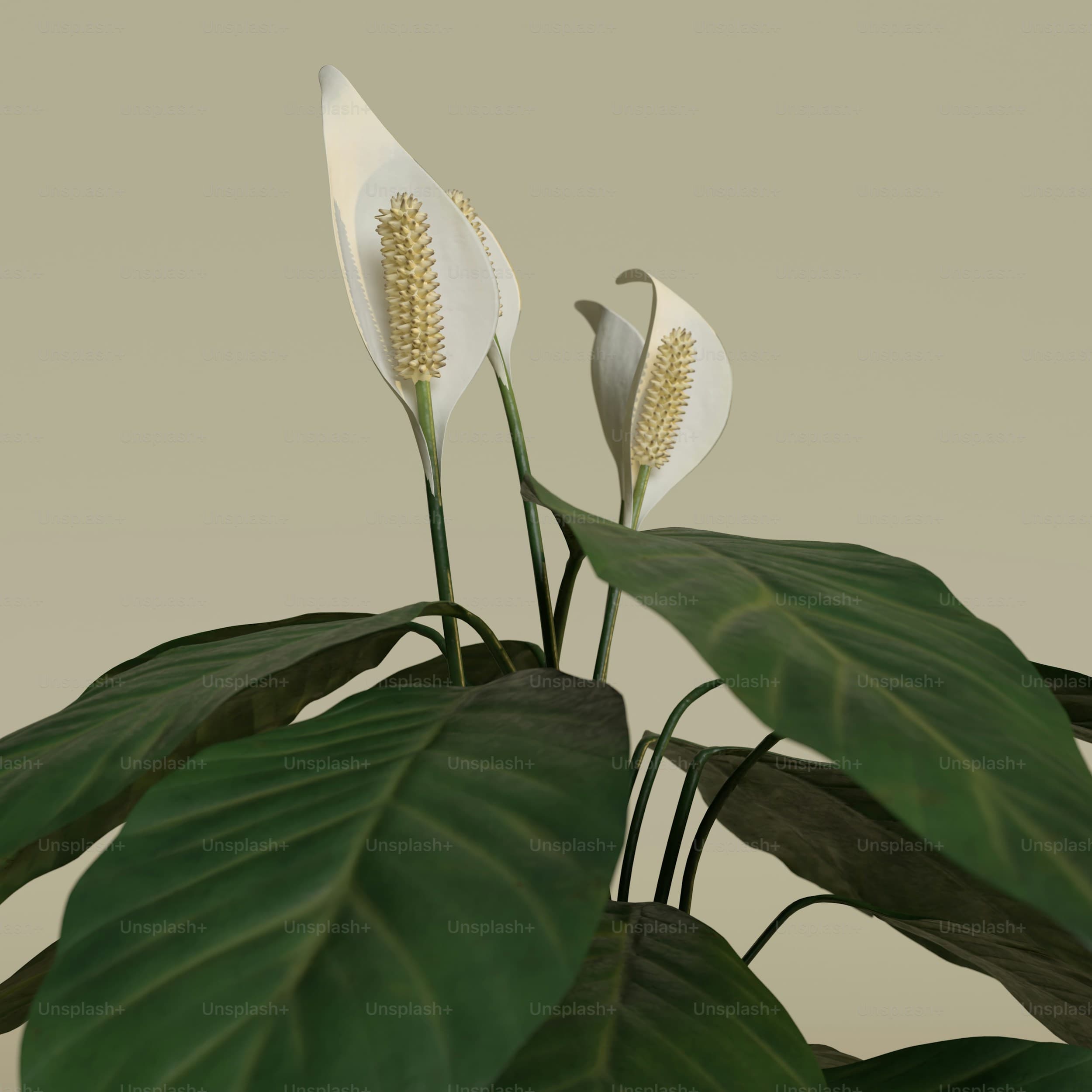 Spring flowers in pots