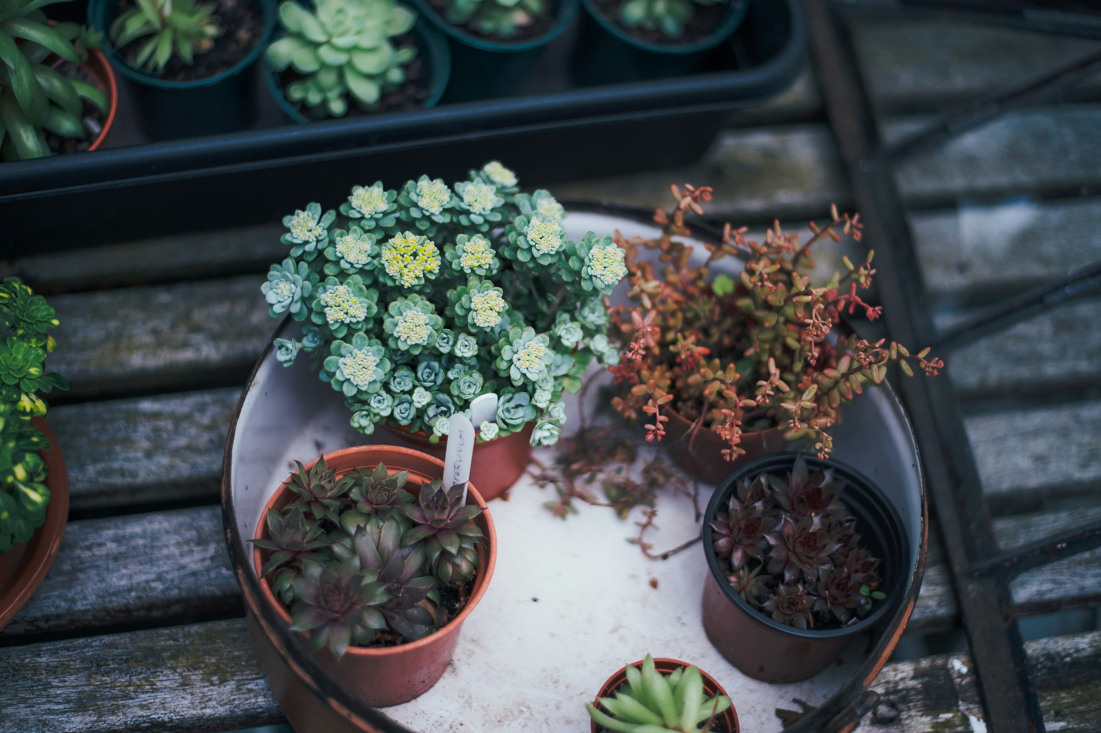 Cactus in a pot