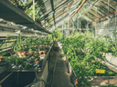 The Blooming Business of GardenSewa