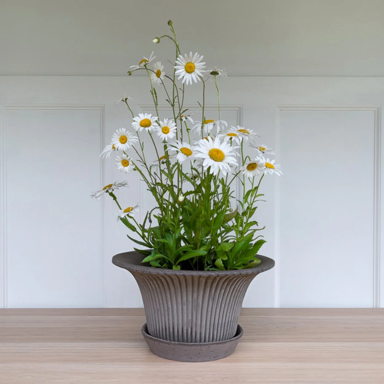 Daisy Plant