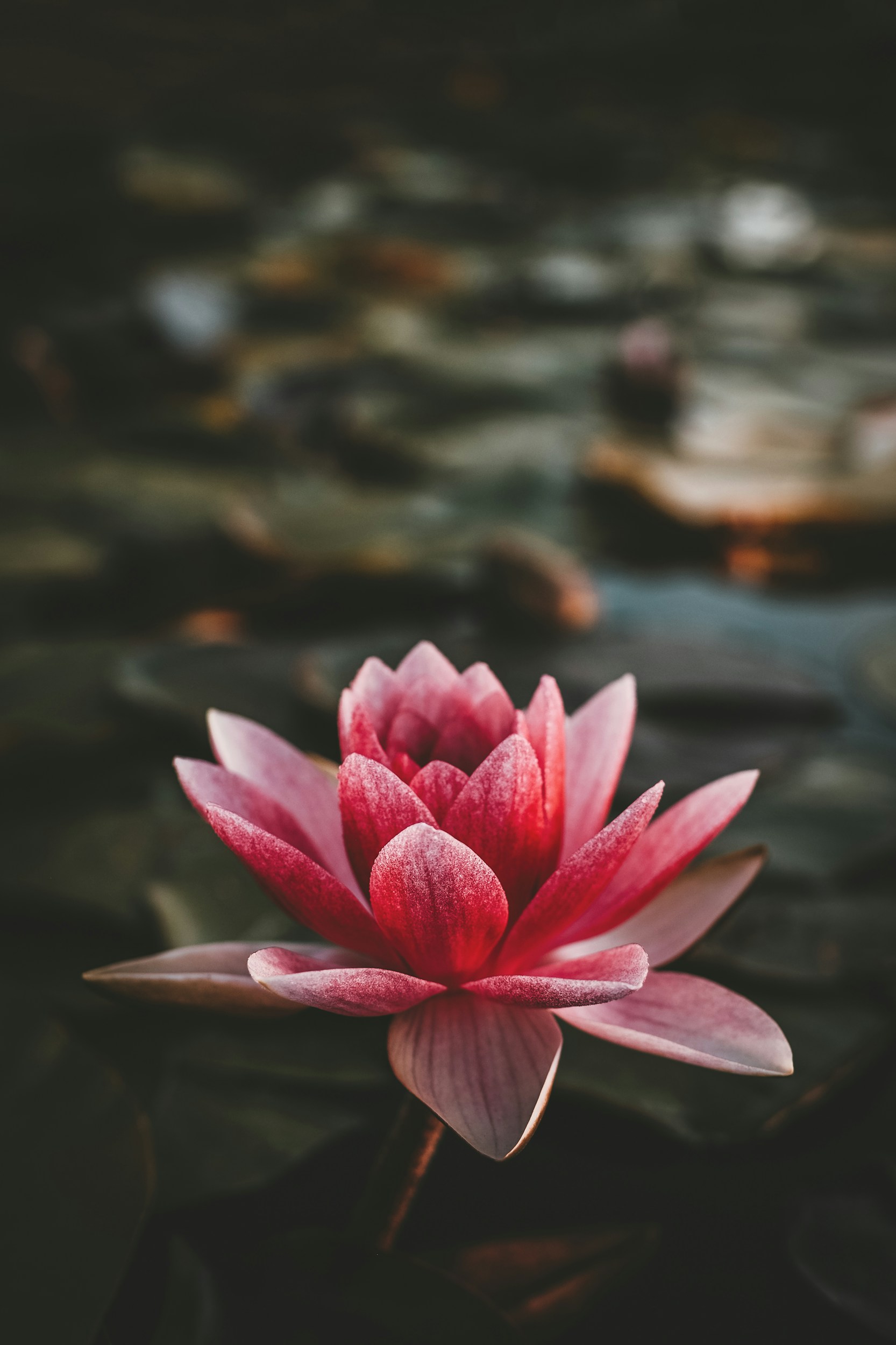 Plants: Nature’s Timeless Gift for a Healthier, Happier Life