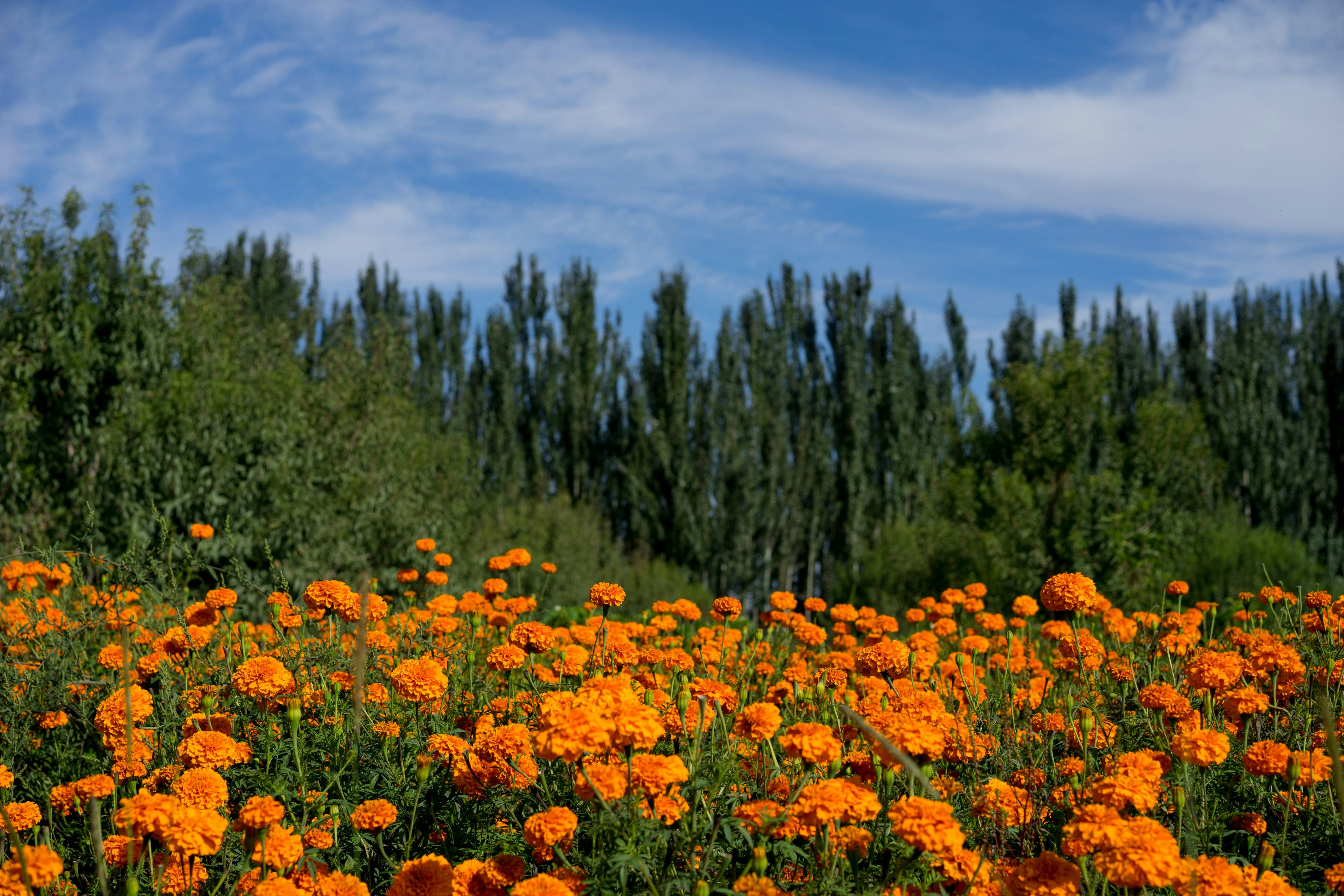 How Flower Brings Happiness