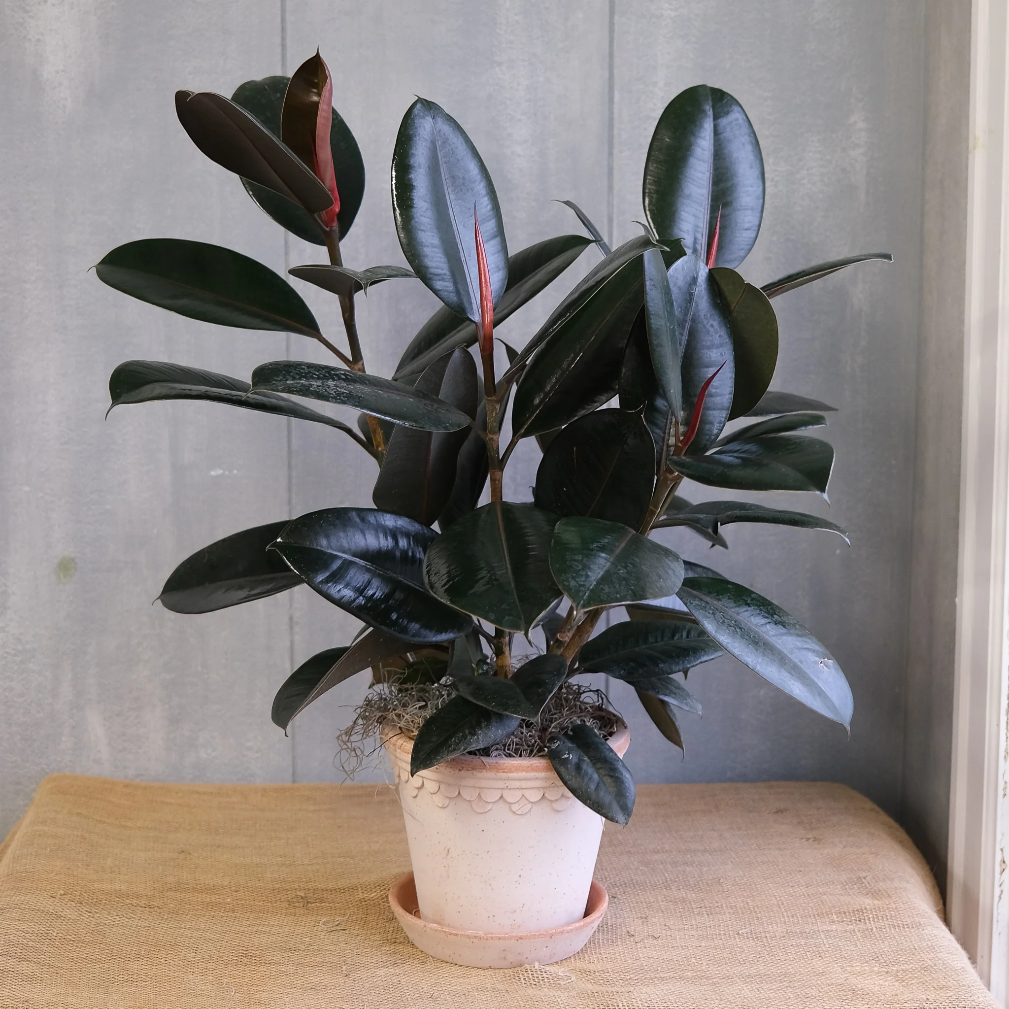 Two plants in wooden vases