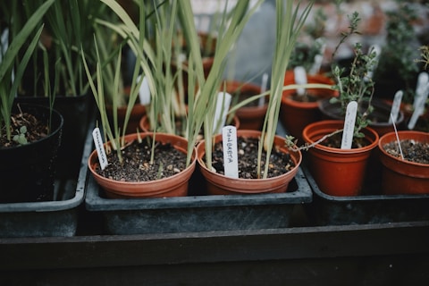 Tree Sales Services