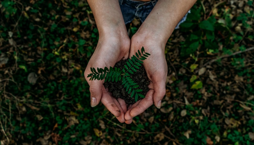 Planting and Transplanting Services