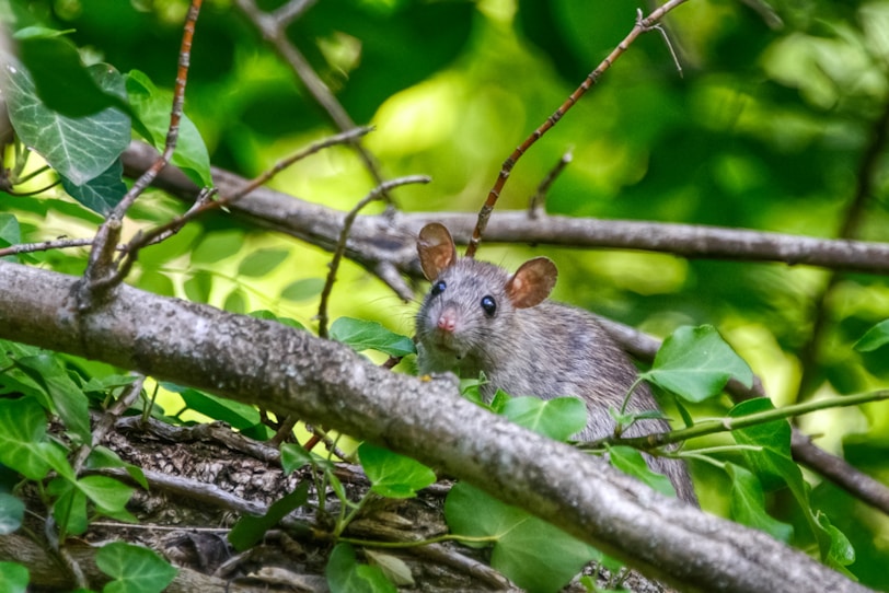 Pest and Disease Control Services