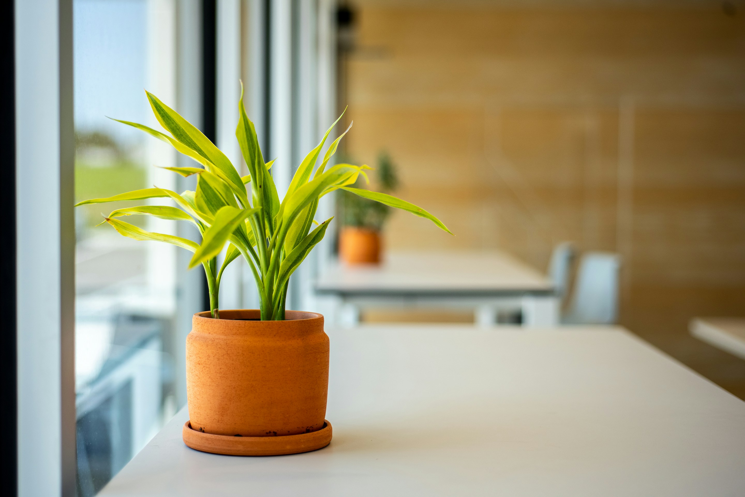 A large green plant
